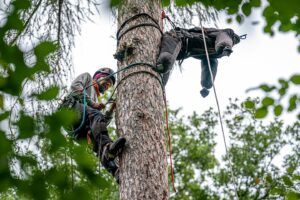 První pomoc pro arboristy – MODUL B: Základní techniky záchrany zraněného z výšky